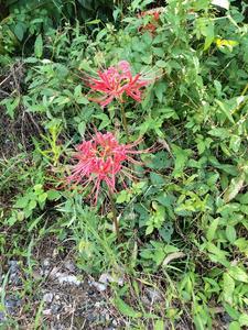 四合院之重回开始的时候作者Leslie飘零